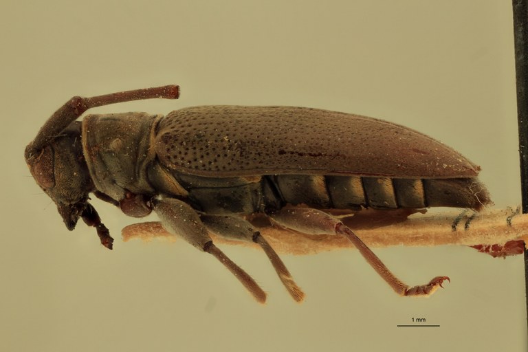 Agniohammus philippinensis Ht L.jpg