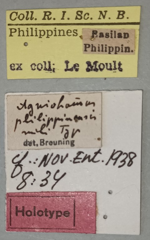 Agniohammus philippinensis Ht Labels.jpg