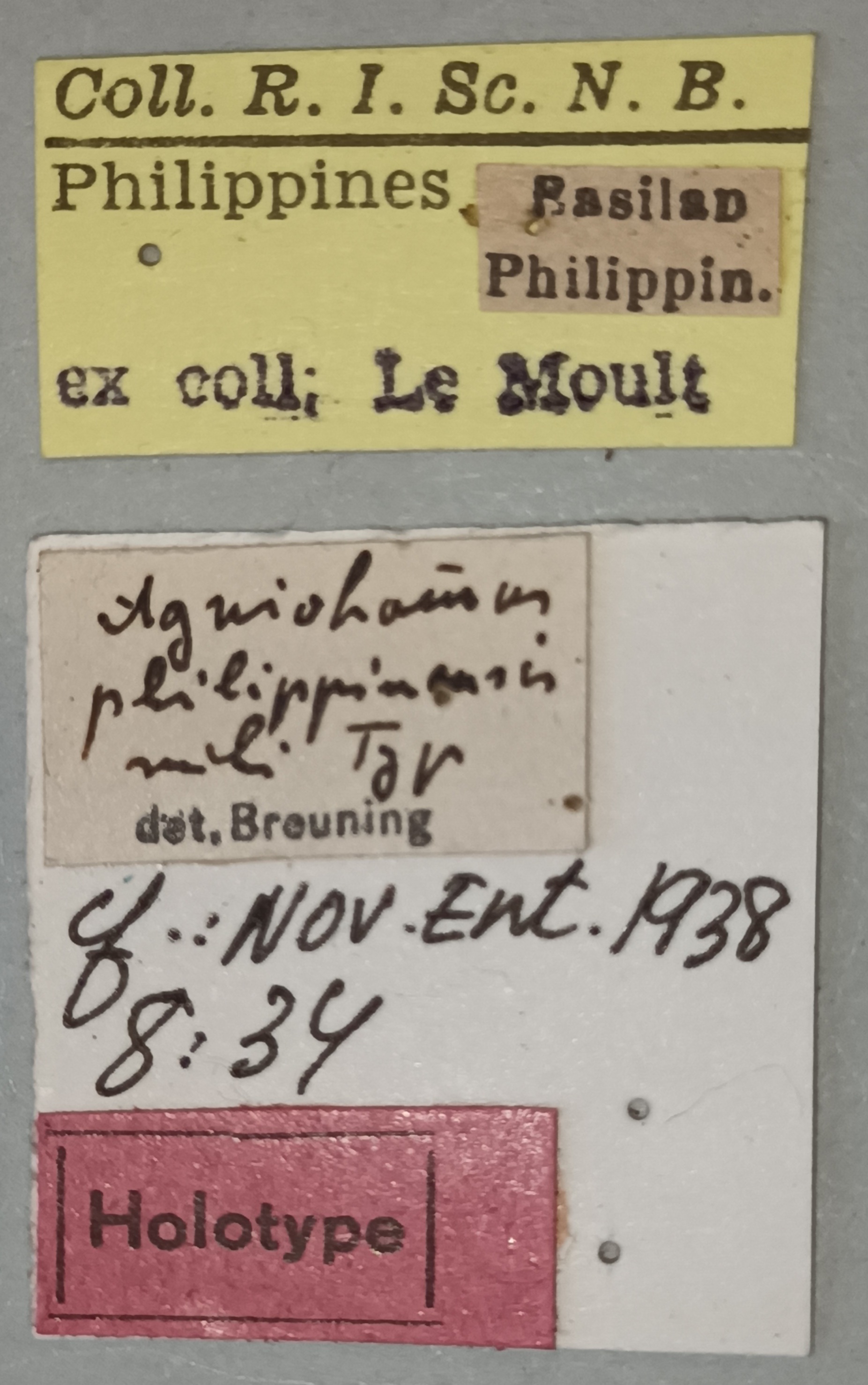 Agniohammus philippinensis Ht Labels.jpg