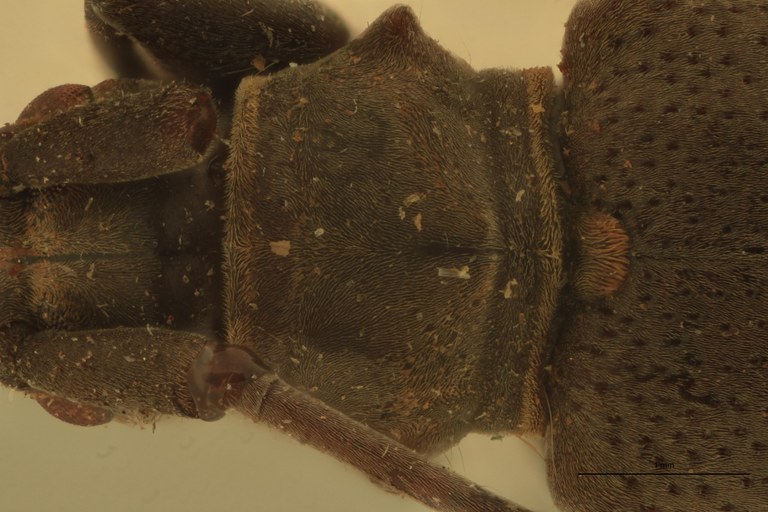 Agniohammus philippinensis Ht Pronotum.jpg