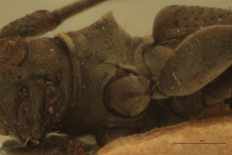 Agniohammus philippinensis Ht Prosternum.jpg