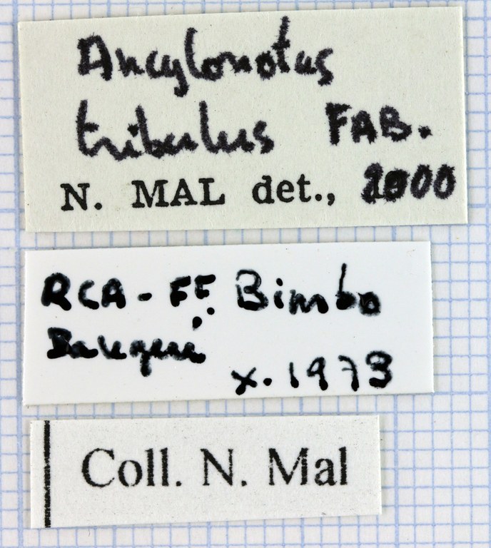 Ancylonotus tribulus tribulus 32046.jpg
