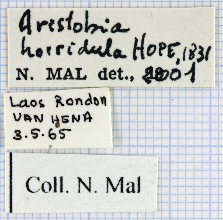 Aristobia horridula 32414.jpg