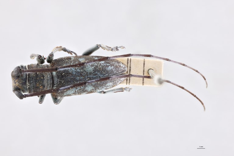 Bangalaia viridis Lt D.jpg