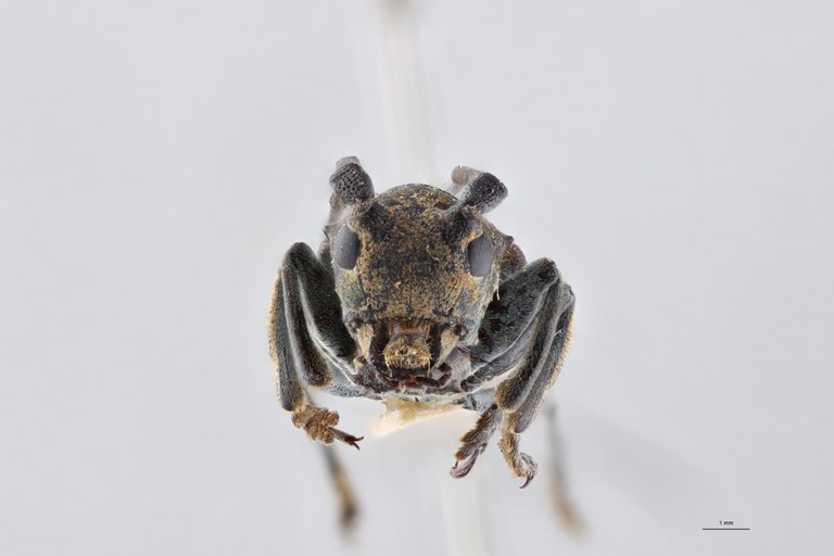 Bangalaia viridis Lt F.jpg