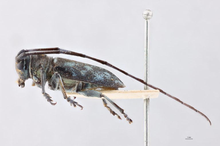 Bangalaia viridis Lt L.jpg