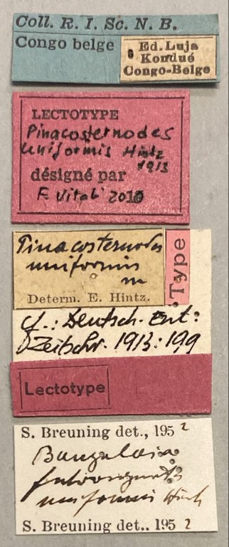Bangalaia viridis Lt Labels.jpeg