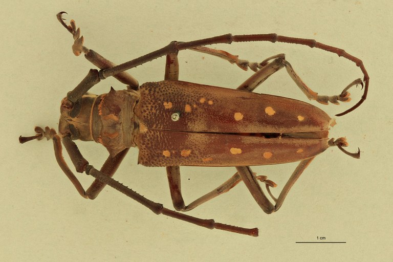 Batocera andamana D.jpg