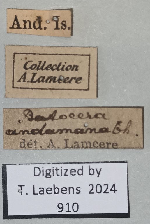Batocera andamana Labels.jpg