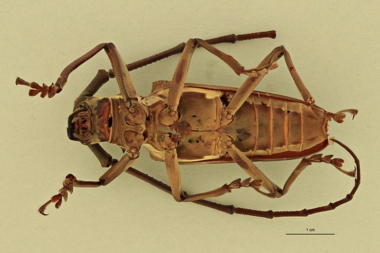 Batocera andamana V.jpg