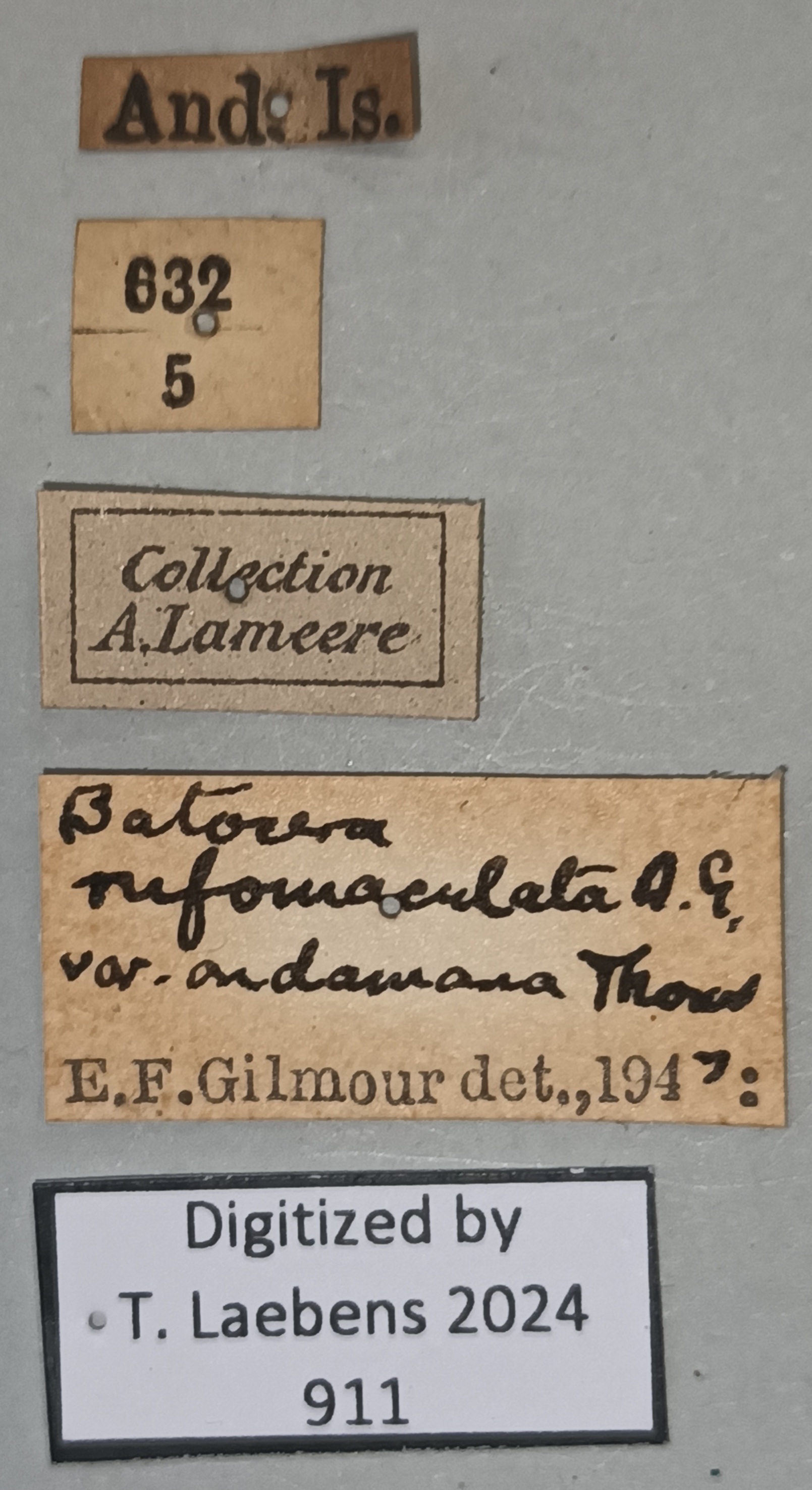 Batocera andamana Labels.jpg