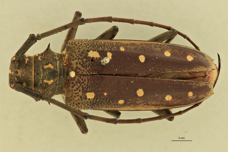 Batocera andamana D.jpg
