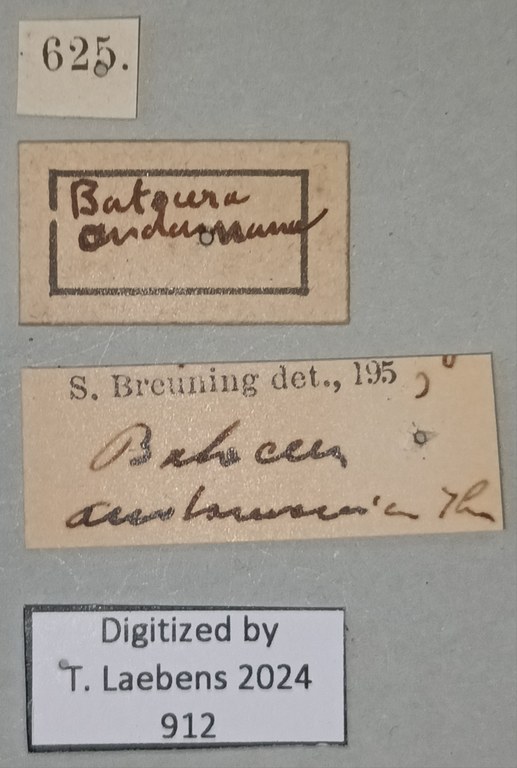 Batocera andamana Labels.jpg