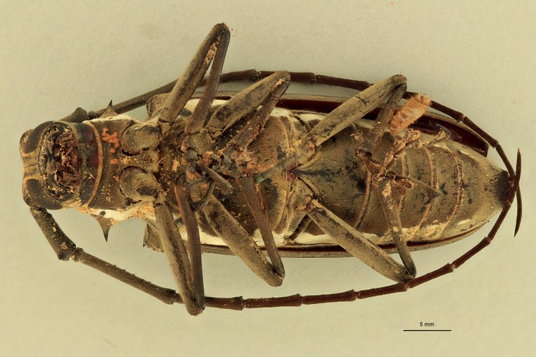 Batocera andamana V.jpg