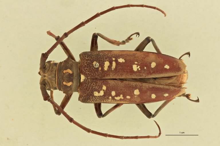 Batocera andamana D.jpg