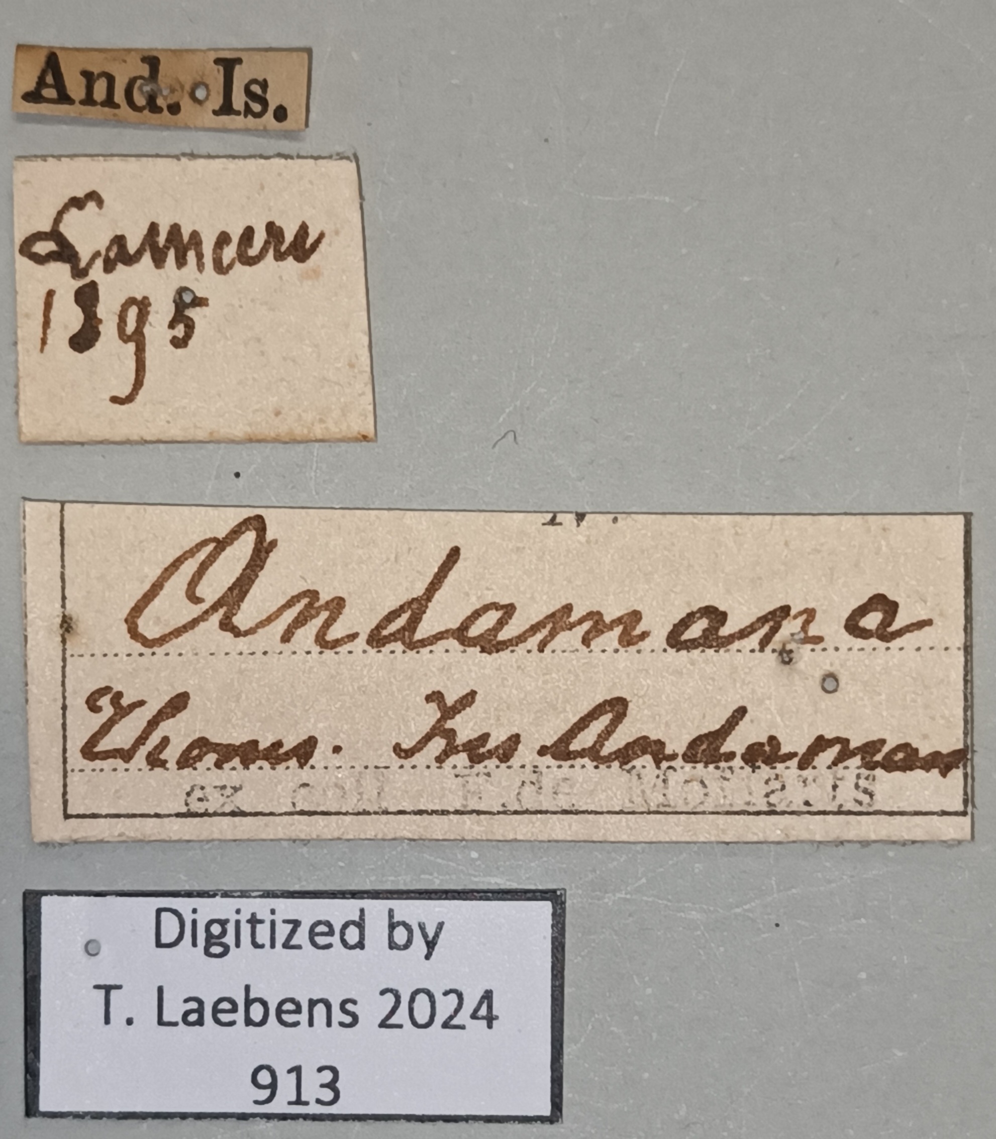 Batocera andamana Labels.jpg