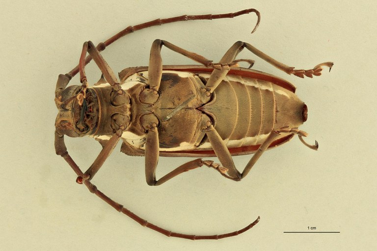 Batocera andamana V.jpg