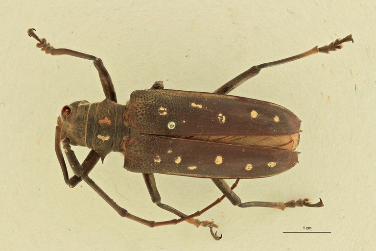 Batocera andamana D.jpg
