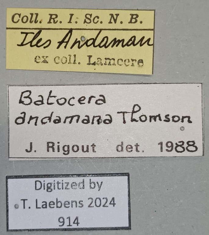 Batocera andamana Labels.jpg