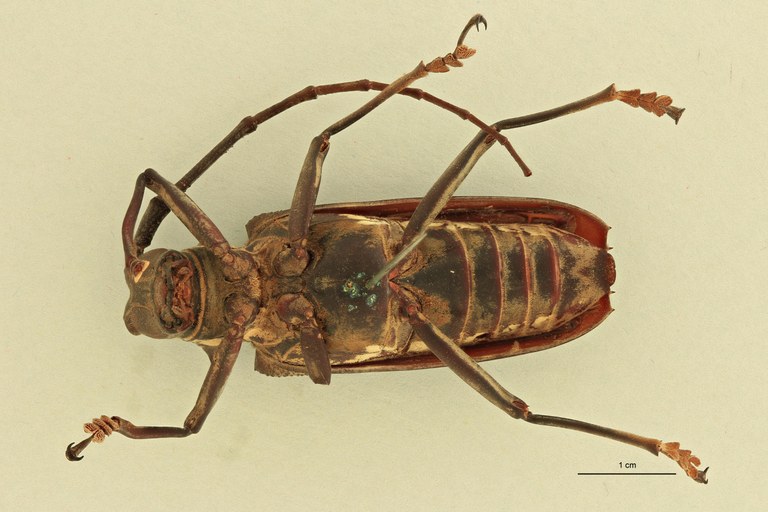 Batocera andamana V.jpg