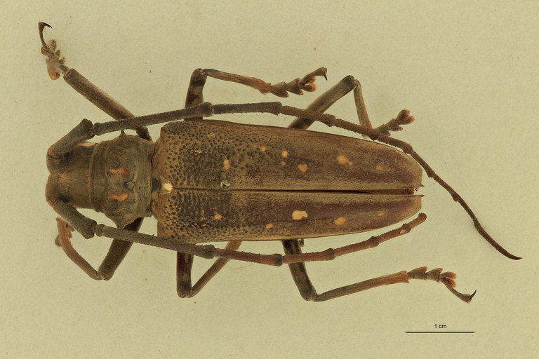 Batocera andamana D.jpg