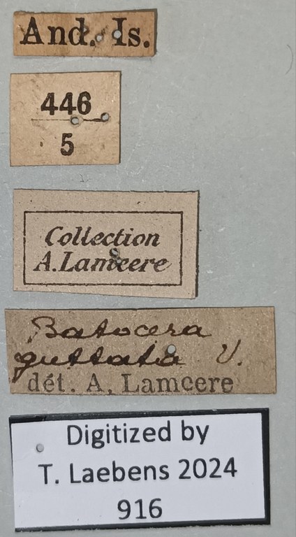 Batocera andamana Labels.jpg