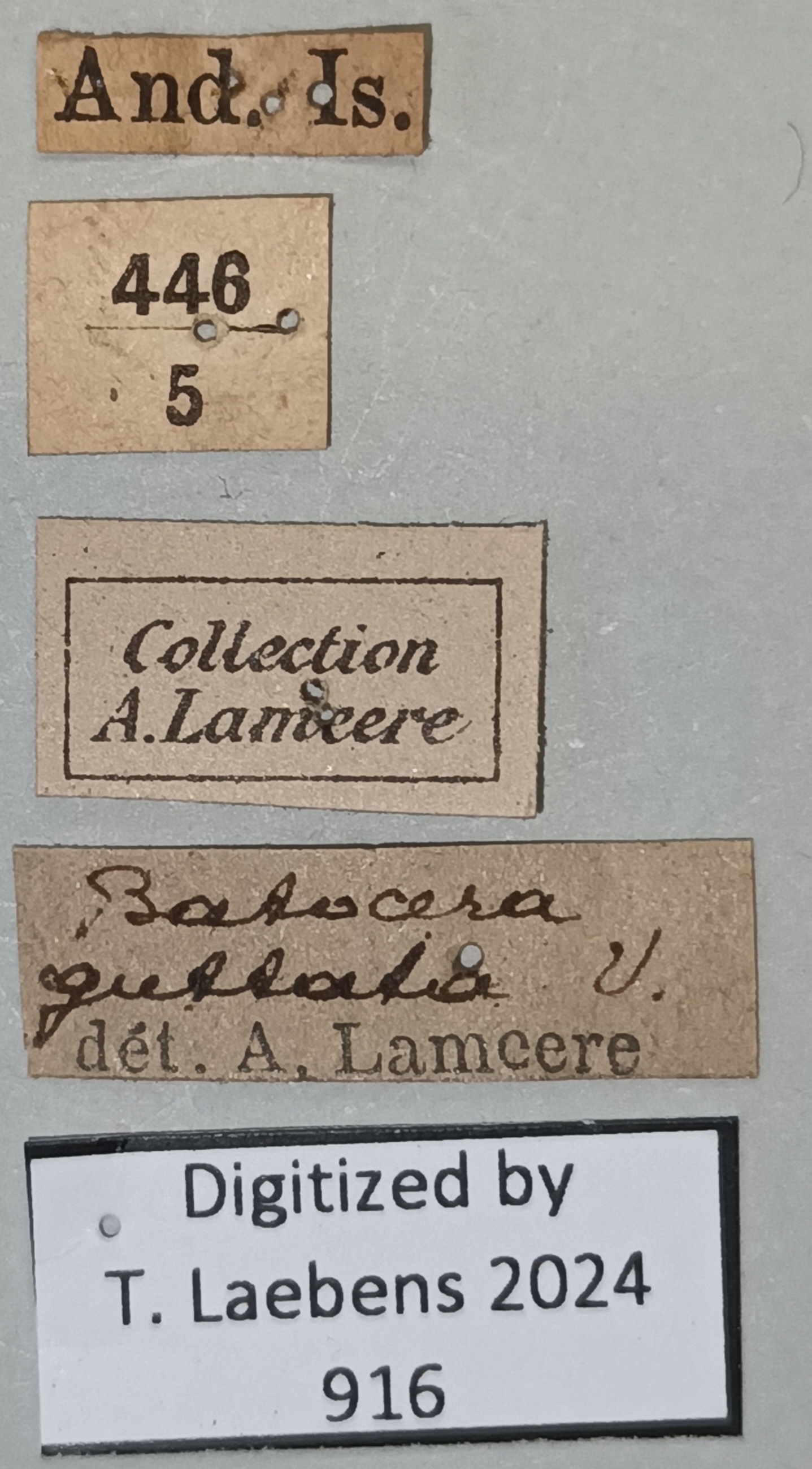 Batocera andamana Labels.jpg