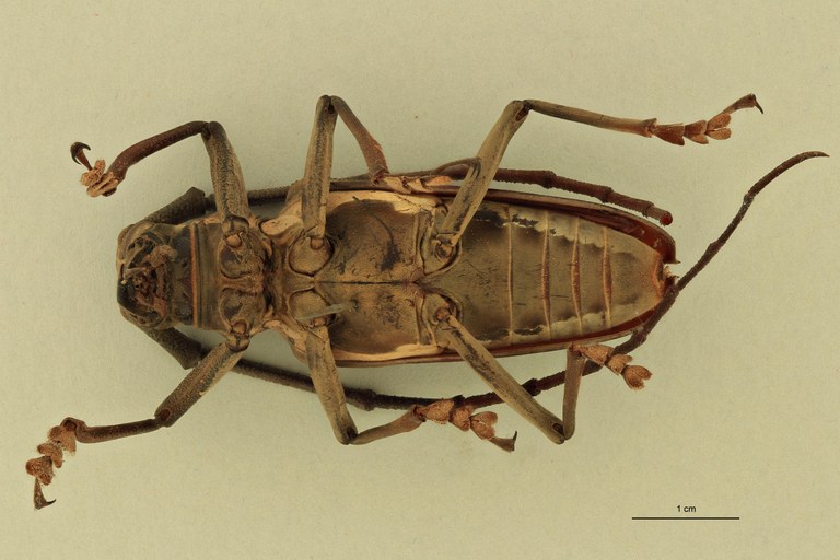 Batocera andamana V.jpg
