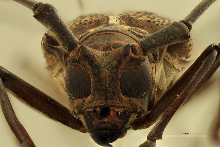 Batocera andamana F.jpg
