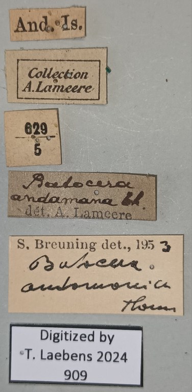 Batocera andamana Labels.jpg