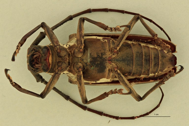 Batocera andamana V.jpg