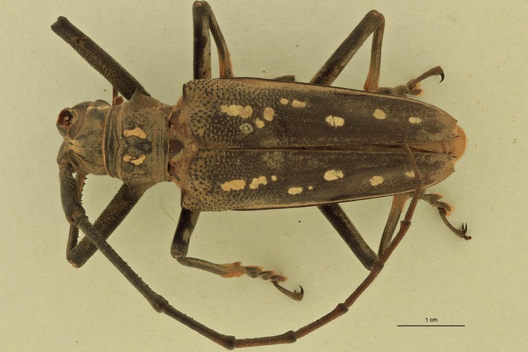 Batocera andamana D.jpg