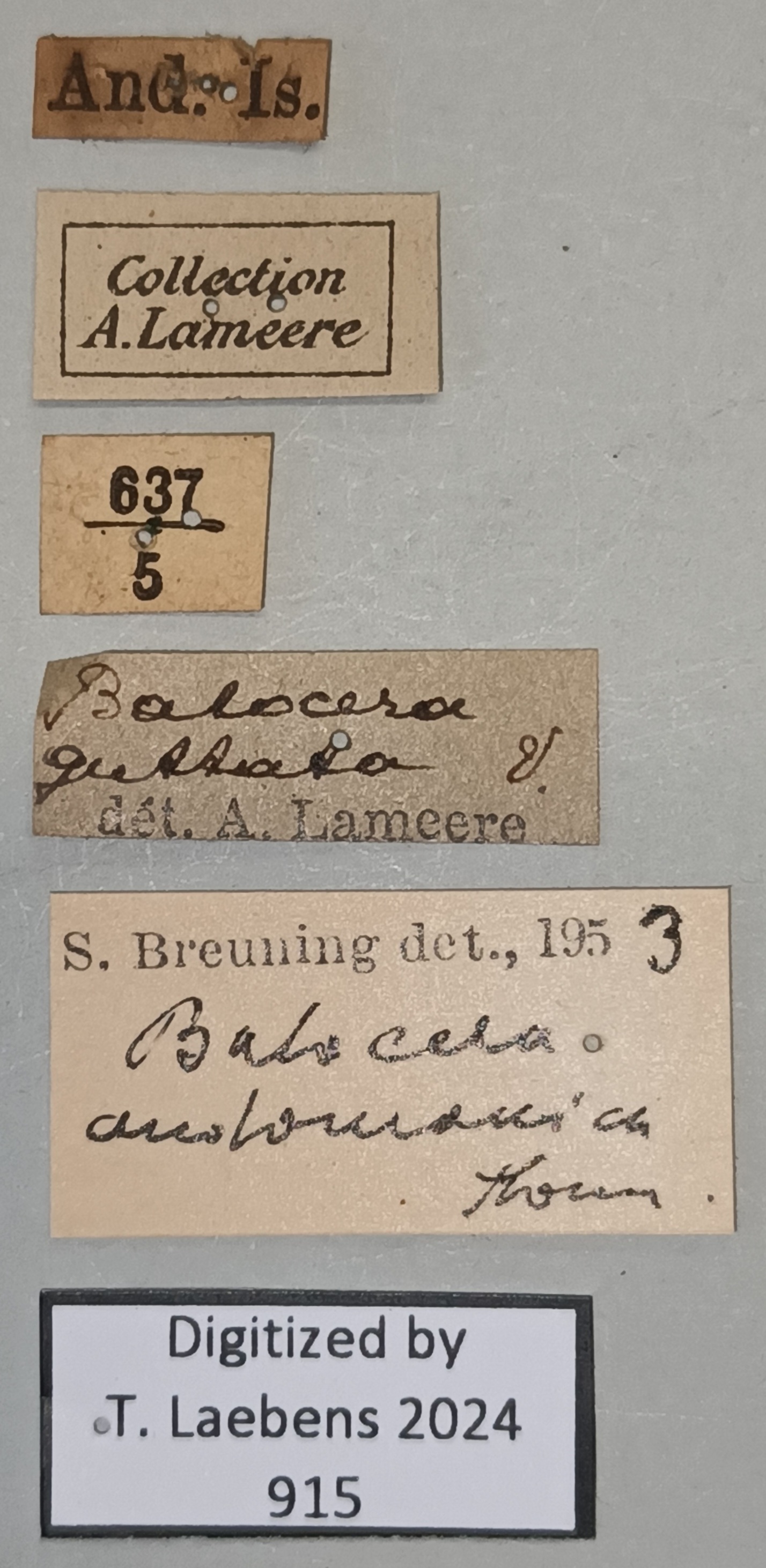 Batocera andamana Labels.jpg