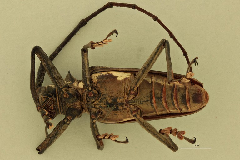 Batocera andamana V.jpg