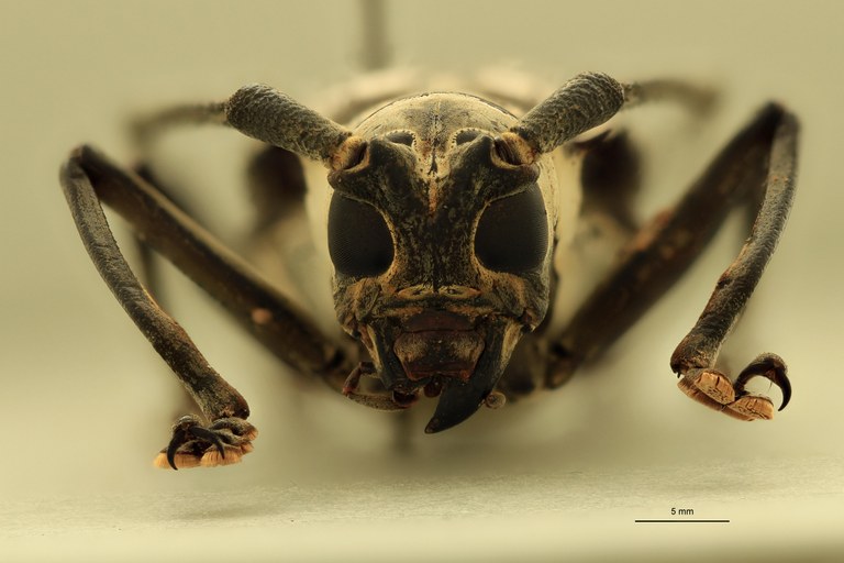 Batocera browni F.jpg