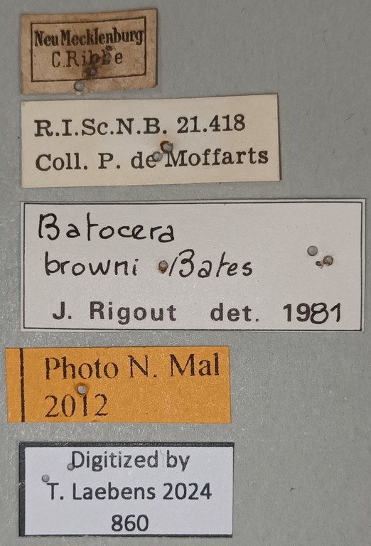 Batocera browni Labels.jpg