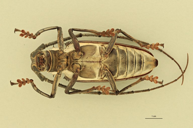 Batocera browni V.jpg