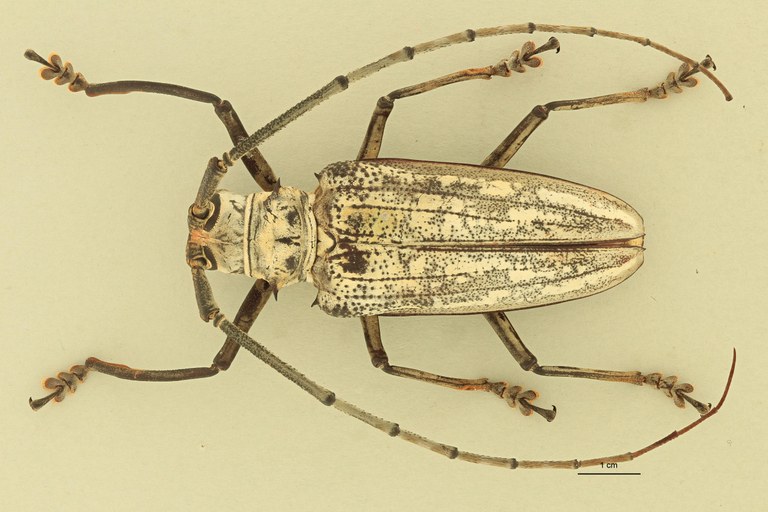 Batocera browni D.jpg