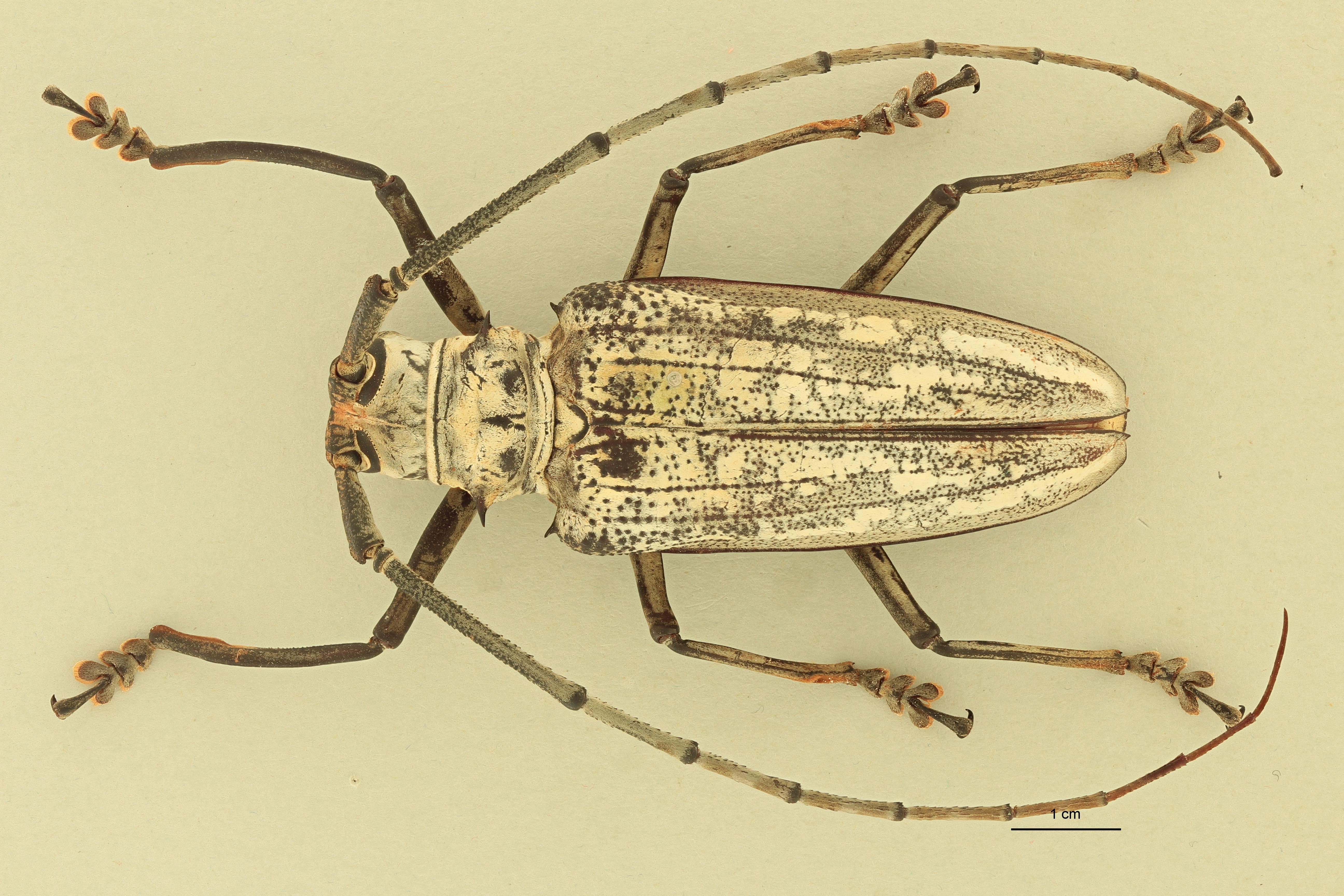 Batocera browni D.jpg