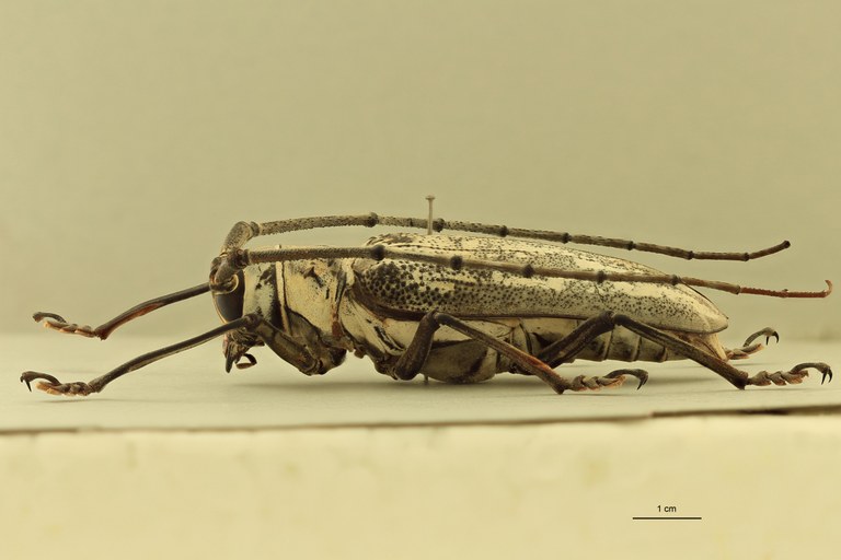 Batocera browni L.jpg