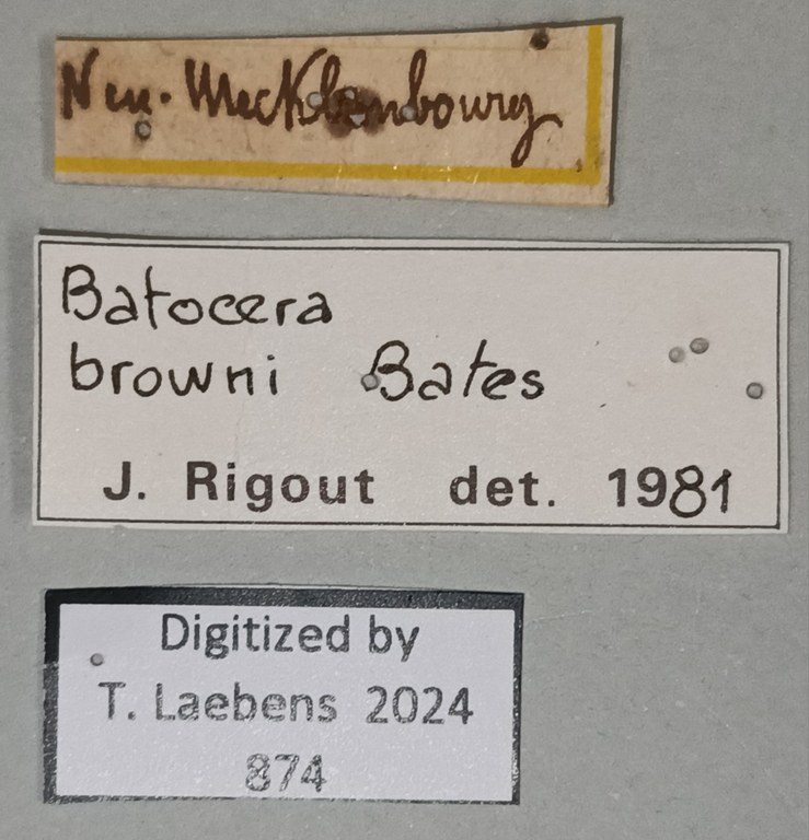 Batocera browni Labels.jpg