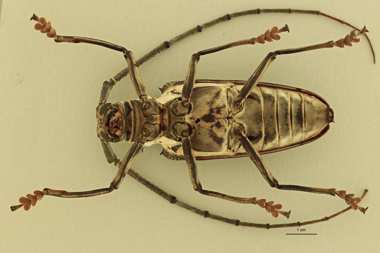 Batocera browni V.jpg