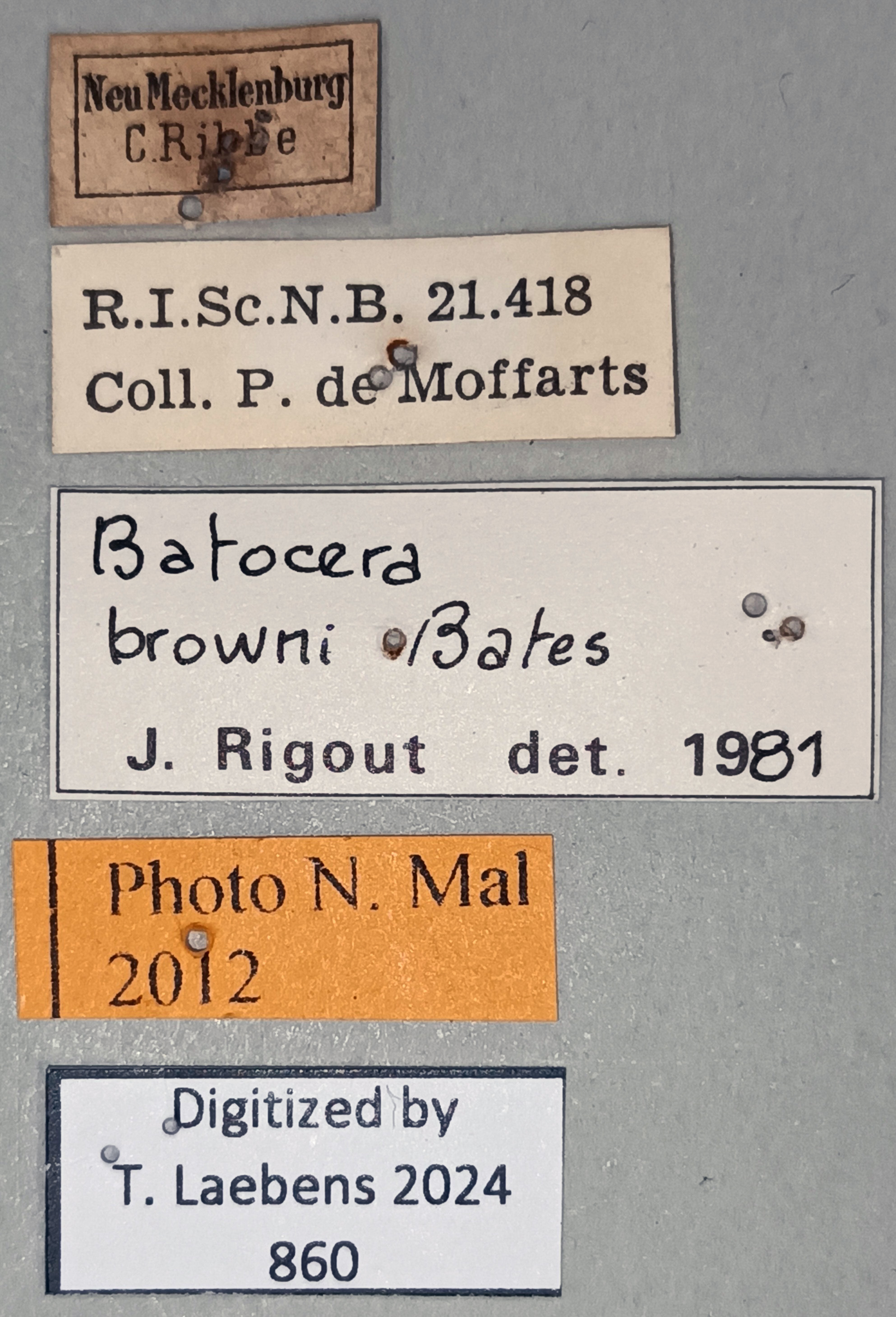 Batocera browni Labels.jpg