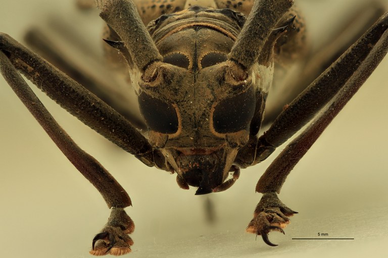 Batocera celebiana trituberculata Ht F.jpg