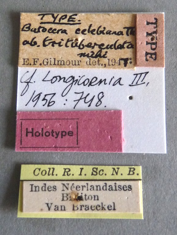 Batocera celebiana trituberculata Ht Labels.jpg