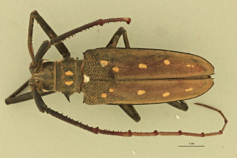 Batocera davidis henrietta D.jpg
