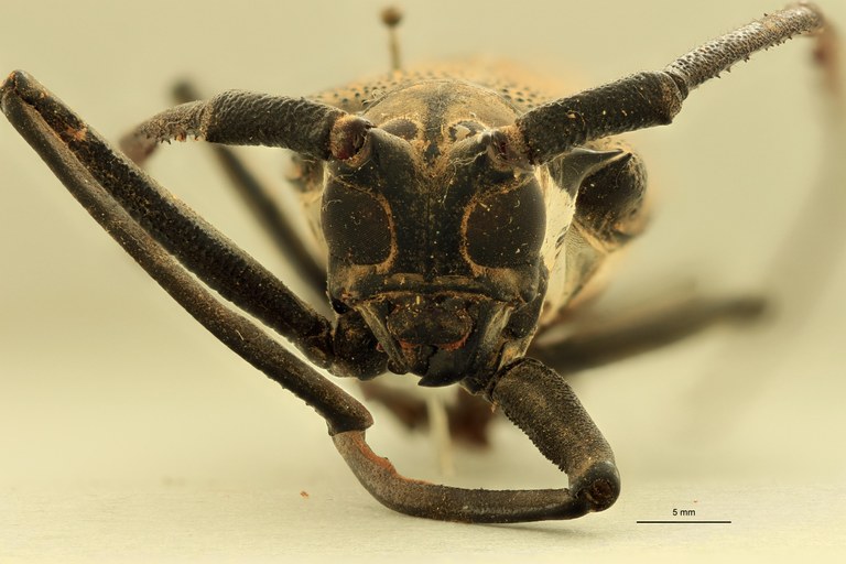 Batocera davidis henrietta F.jpg