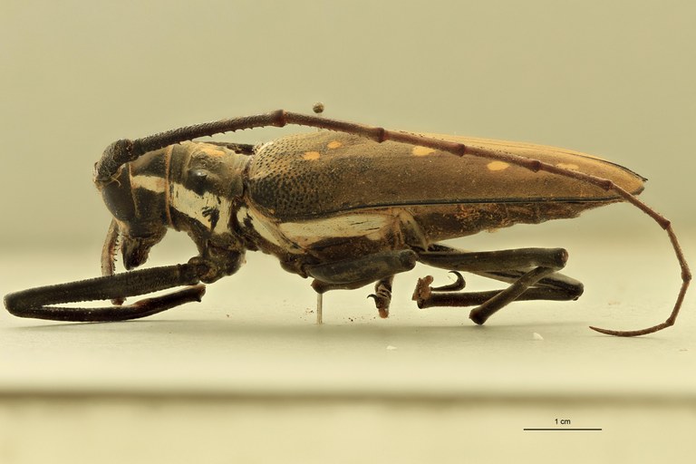 Batocera davidis henrietta L.jpg