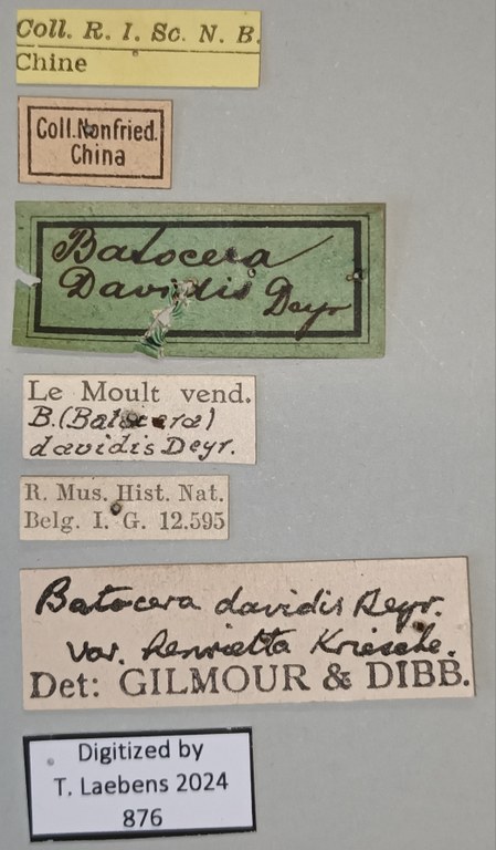 Batocera davidis henrietta Labels.jpg