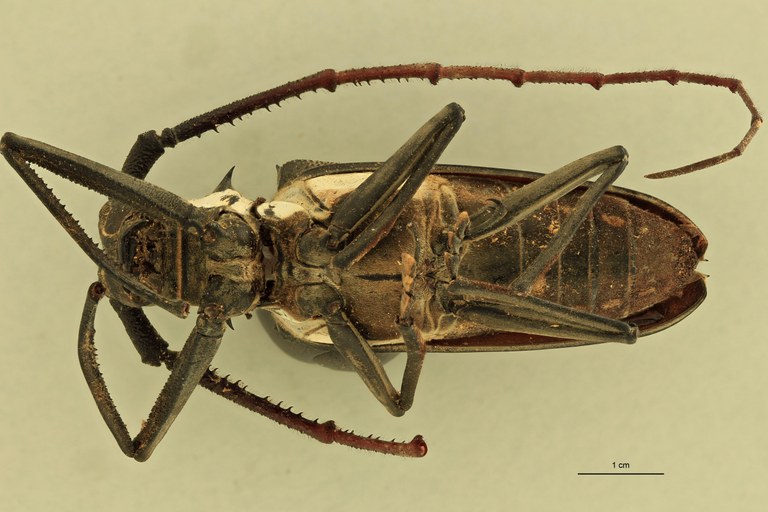 Batocera davidis henrietta V.jpg